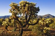 Chain Fruit Cholla With Teddy Bear Chollas, Photography Workshp, Jeep Tours