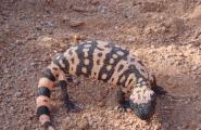 Desert Gila Monster