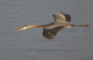 Great Blue Heron, Apache Lake AZ, Superstition Loop, Apache Trail.