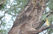 Great Horned Owl