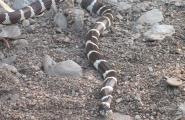 California King Snake