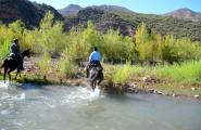 Two horses crossing Verde