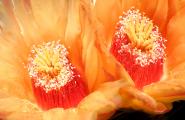 Barrel Cactus Flowers in August