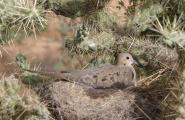 Nesting Dove in Chain Fruit Cholla Cactus