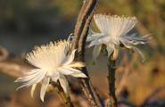 Night Blooming Cereus cactus flower's in late June or early July