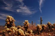 Teddy Bear Cholla, Saguaros, arizona desert jeep tours, Photography Workshop, so