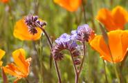 Arizona spring wildflowers Blue Phacelia and Mexican Poppy