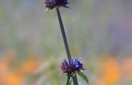 Cha cha cha Chia! Spring wildflowers in Arizona.