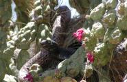 Red Racer snake in a flowering chain fruit chilla cactus.