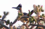 Road Runner in Staghorn Cholla cactus