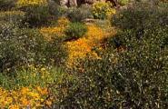 Flowers and boulders