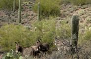 Wild burros