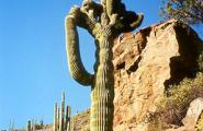 Crested Saguaro