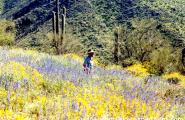 Prospector in flowers