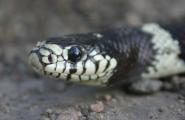 California King snake